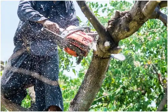 tree services Campo Rico